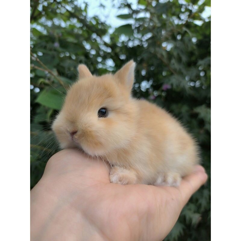 小型侏儒兔子活物网红宿舍宠物凤眼海棠迷你兔进口荷兰垂耳兔活体