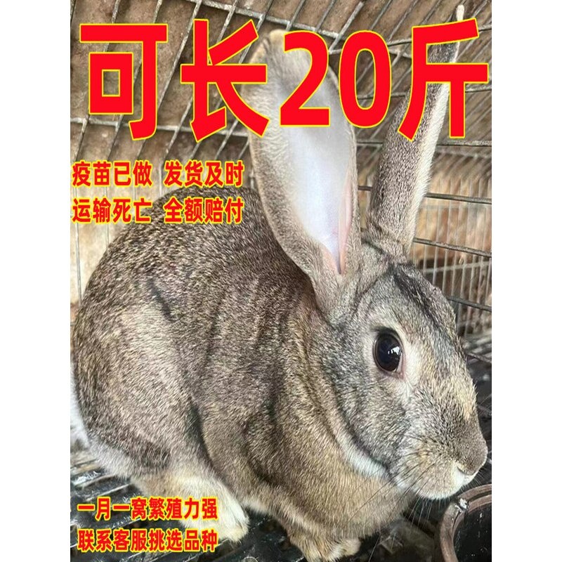 比利时兔子活物大型肉兔活体繁殖兔种兔花兔黑兔幼崽小白兔月月兔