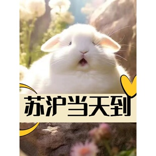 兔子活物侏儒兔垂耳兔荷兰茶杯兔小型迷你长不大送笼子视频挑选