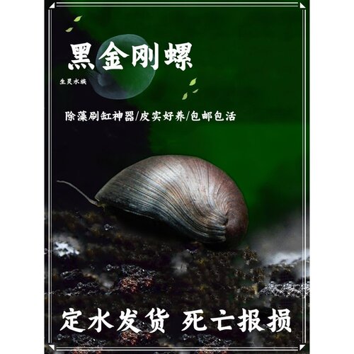 观赏除藻螺杀手斑马黑金刚洋葱角螺苹果工具螺活体淡水宠物螺包邮
