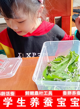 蚕宝宝学生养蚕套装活蚕一龄二龄三龄送工具新鲜桑叶大蚕卵籽彩蚕