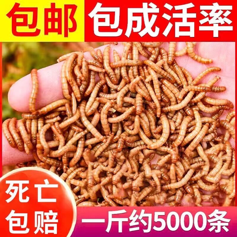 包邮面包虫活虫黄粉虫活体幼虫子金龙鱼蝎子乌龟画眉鸟食石蛙饲料