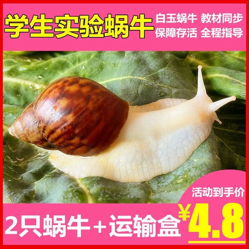 宠物白玉蜗牛活体巨型大蜗牛宠物观赏学生科学实验教学小蜗牛套装