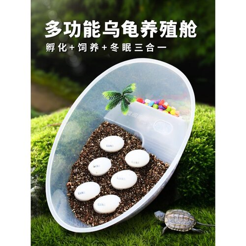 乌龟蛋可孵化小宠物草龟巴西龟活物孵化器箱乌龟缸儿童DIY套装盒