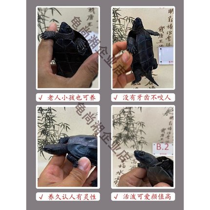 顶墨龟公乌龟纯种全黑养龟外塘冷水黑腹中华草龟儿童宠物龟活体物
