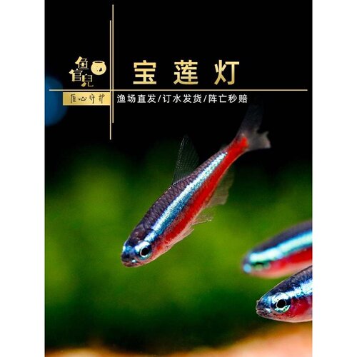 鱼官儿印尼宝莲灯小型热带观赏鱼野宝巴西宝莲灯绿莲灯红绿灯群游