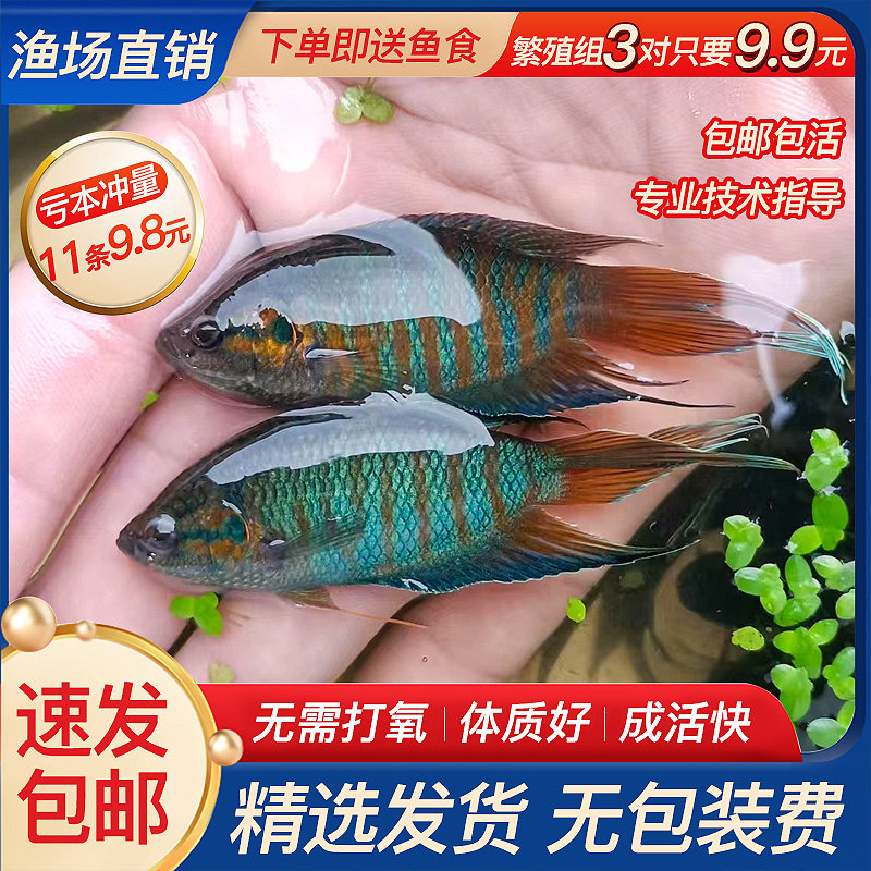 中国斗鱼活体活鱼普叉不打氧好养耐养小鱼冷水淡水观赏鱼苗,宠物/宠物食品及用品,鱼,淘宝优惠券,粉丝福利购,淘宝优惠卷