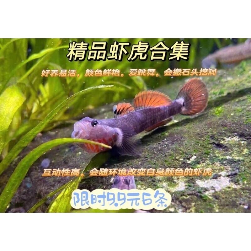 原生鱼广西黄唇溪吻白面虾虎鱼高帆褐吻李氏淡水耐活新红吻观赏鱼