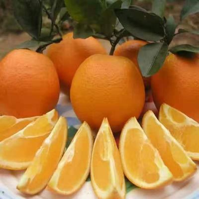 中大果送礼新鲜正宗广西特产富川脐橙橙子1/3/5/9斤包邮农家水果