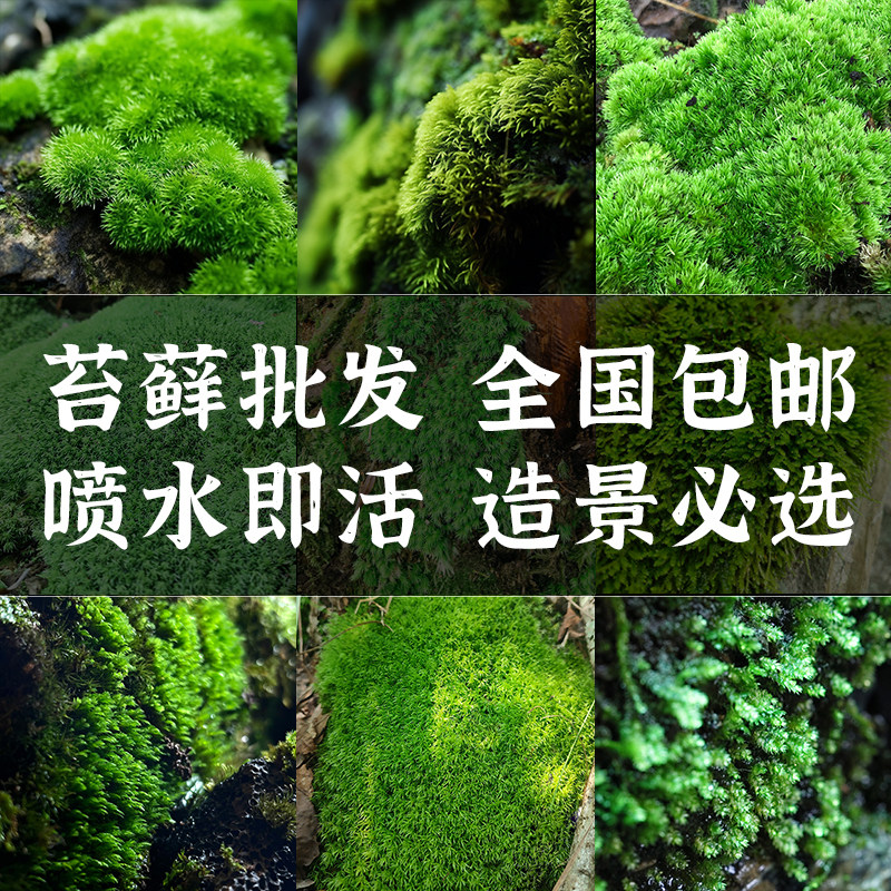 青苔藓鲜活假山造景微景观植物现采白发藓石壁好闷养绿植盆景盆栽
