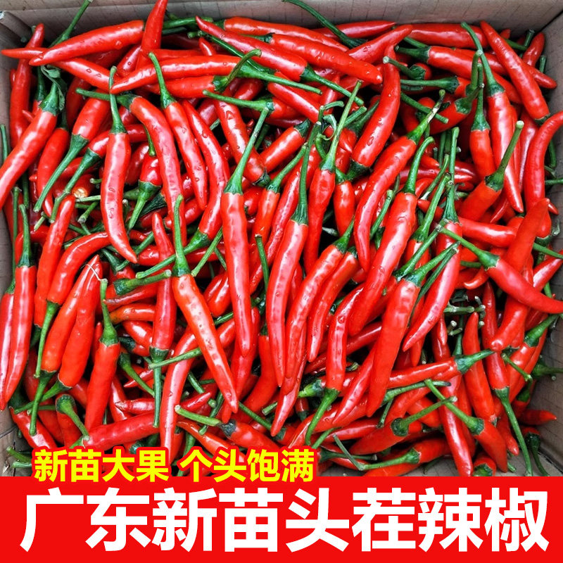 新鲜红辣椒小米辣椒5斤朝天剁椒红线椒指天椒特辣五七彩泡椒尖椒5