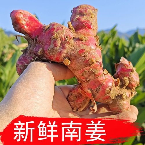 现挖现发三年老南姜姜味十足