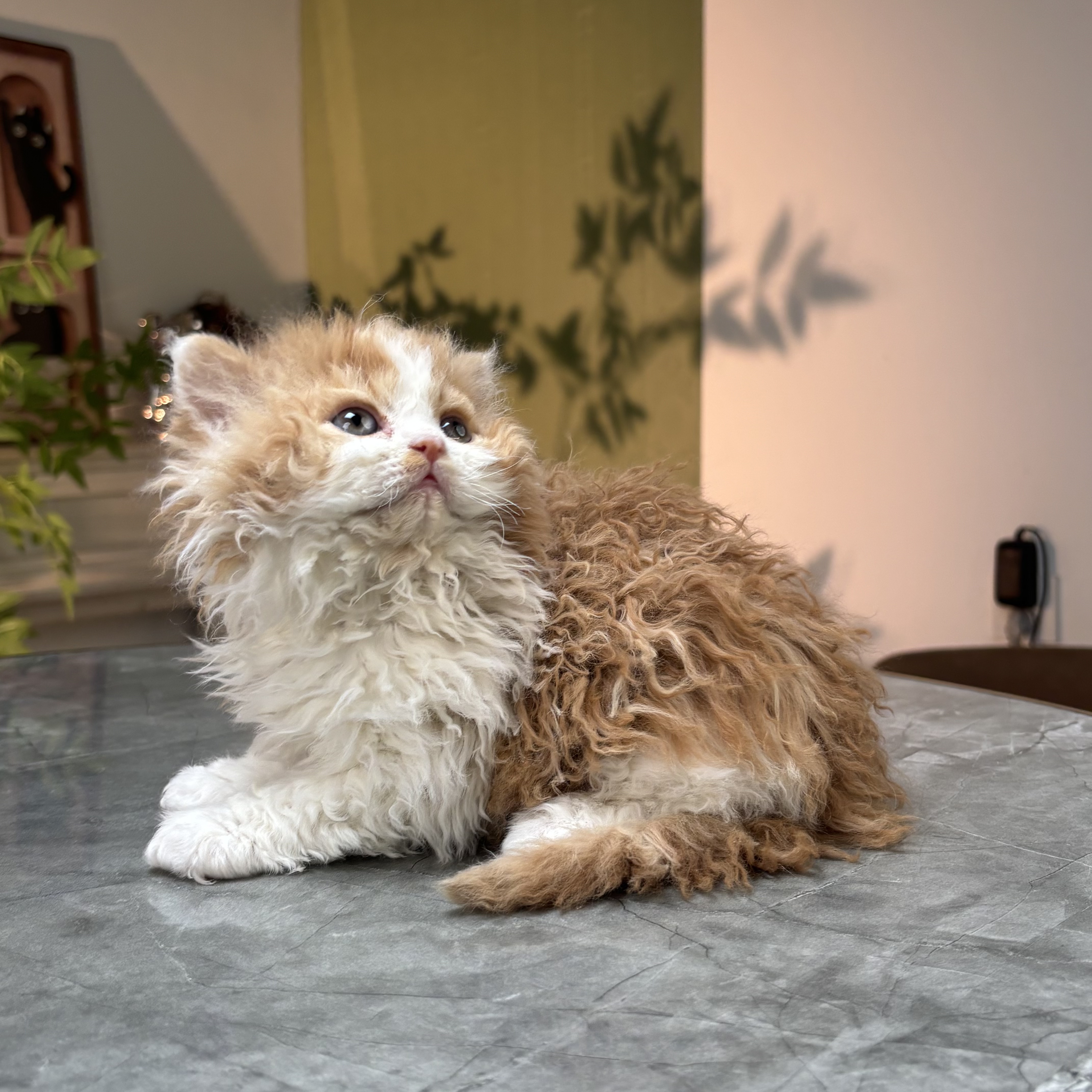 赛凯卷毛猫幼猫活体不掉毛杂合子猫咪