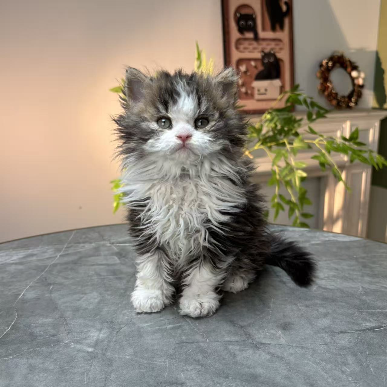 菲力喵赛尔凯克卷毛猫掉毛少幼猫猫咪