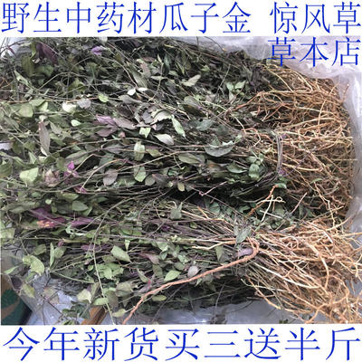 中药材瓜子金 瓜子草 惊风草 辰砂草 勒马回一斤500克包邮