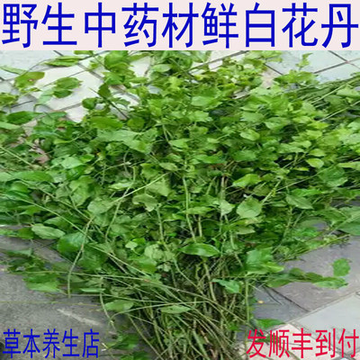 中药材鲜白花丹鲜 白雪花鲜 白皂药 鲜百花丹 一见消500克包邮