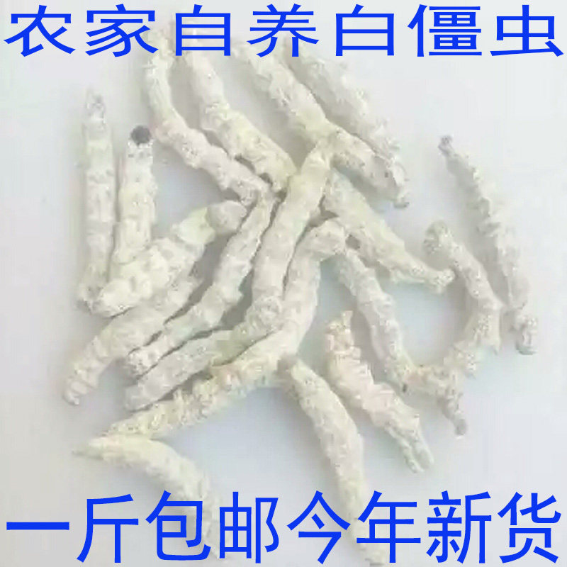 僵蚕500g 白僵蚕 僵虫 粉天虫 白疆虫 七子白 姜蚕 姜虫包邮