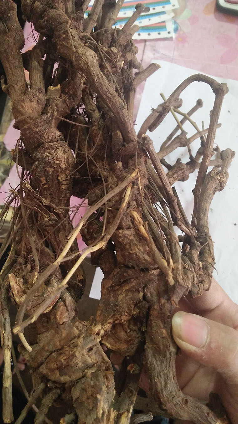 中药材白花丹根 全根白花丹一见消根 百花丹根 白雪花包邮