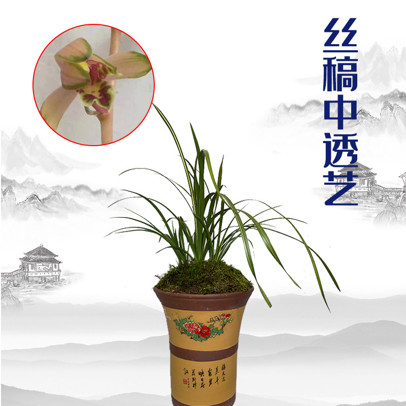 兰草兰花苗名贵散斑艺丝稿中透艺浓香绿蕙带花苞花卉阳台盆景包邮