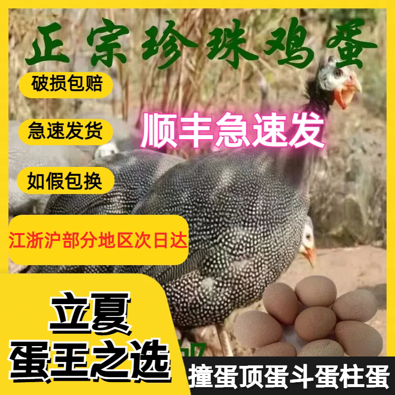 散养珍珠鸡蛋十枚装 蛋壳坚硬 孕宝补钙专家立夏撞蛋神器 柱蛋节