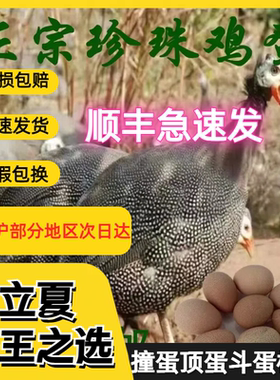 散养珍珠鸡蛋十枚坚硬孕宝补钙