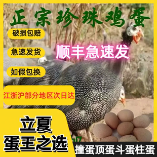 散养珍珠鸡蛋十枚装 蛋壳坚硬 孕宝补钙专家立夏撞蛋神器 柱蛋节