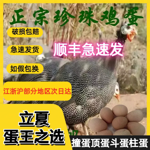 散养珍珠鸡蛋十枚坚硬孕宝补钙