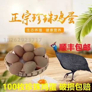 散养珍珠鸡蛋 补钙专家 撞蛋神器 月子鸡月子蛋 孕妇学生儿童老人