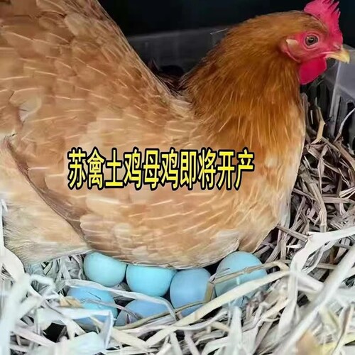 好养好吃脱温土鸡半大鸡童子鸡