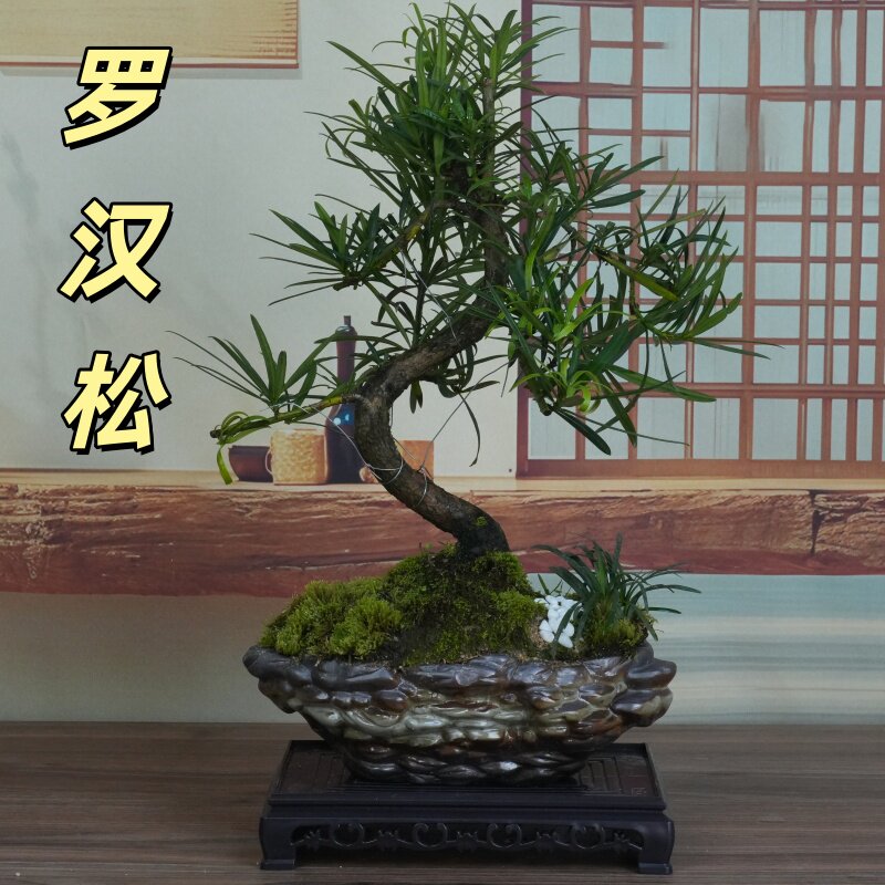 罗汉松S游龙桩造型盆景室内茶桌餐桌阳台绿植
