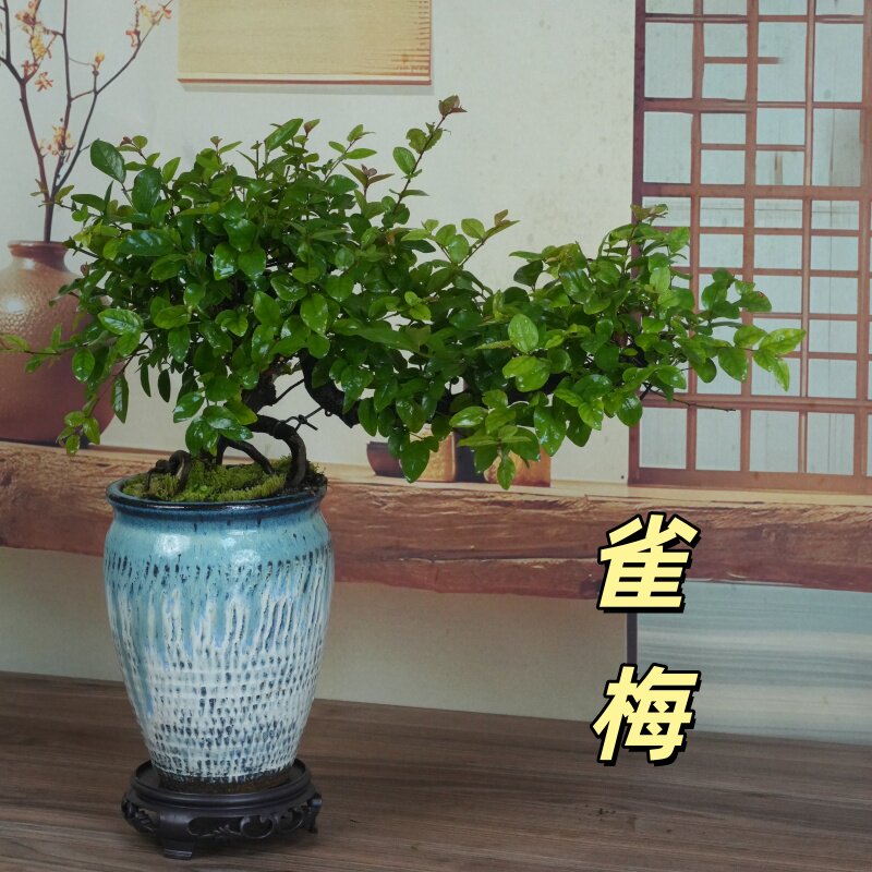 雀梅悬崖临水飘造型盆景室内外观叶绿植