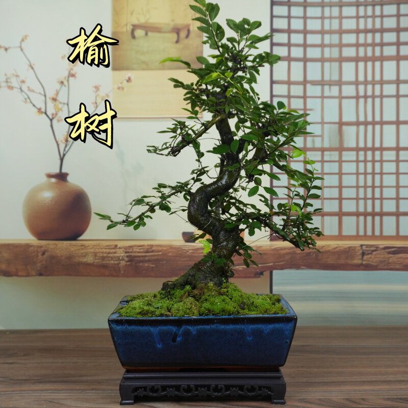 榆树小叶榔榆造型盆景室内绿植