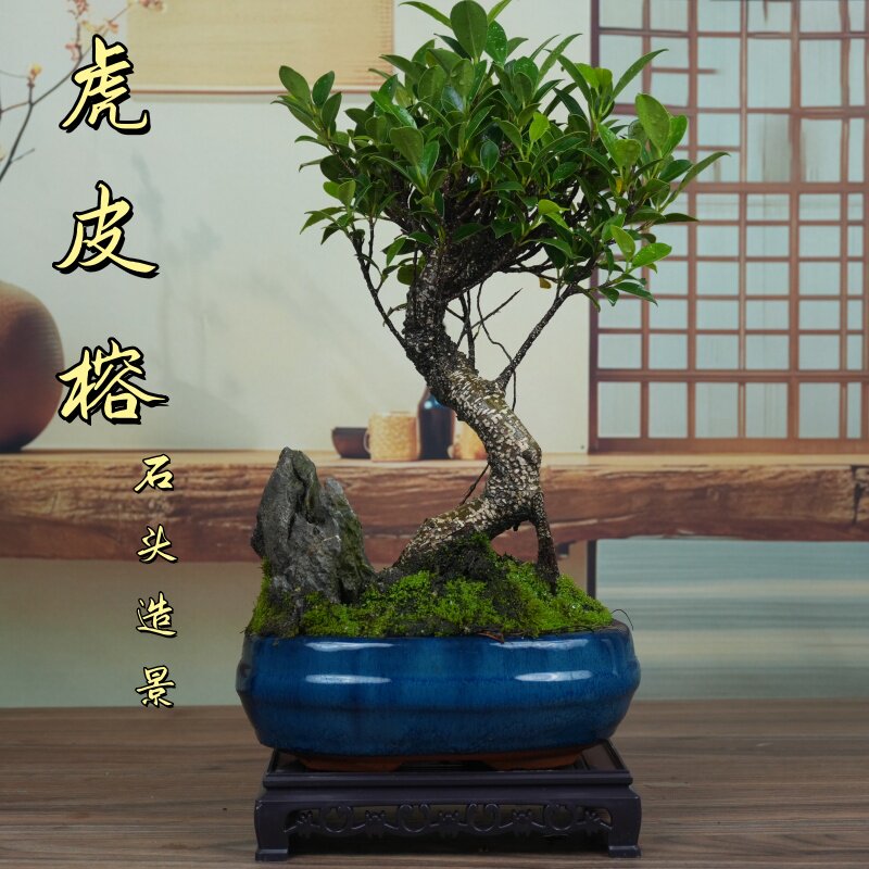 附石虎皮榕树造型盆景室内观叶