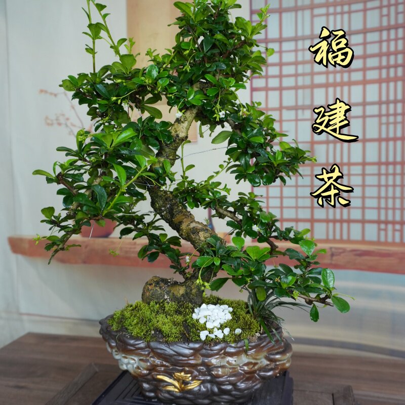 福建茶造型盆景室内开花绿植