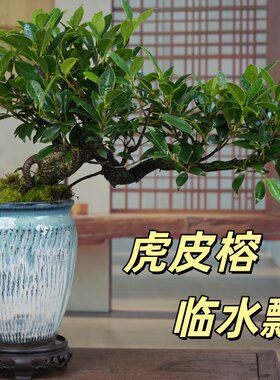 虎皮榕树悬崖临水飘造型盆景室内外观叶绿植