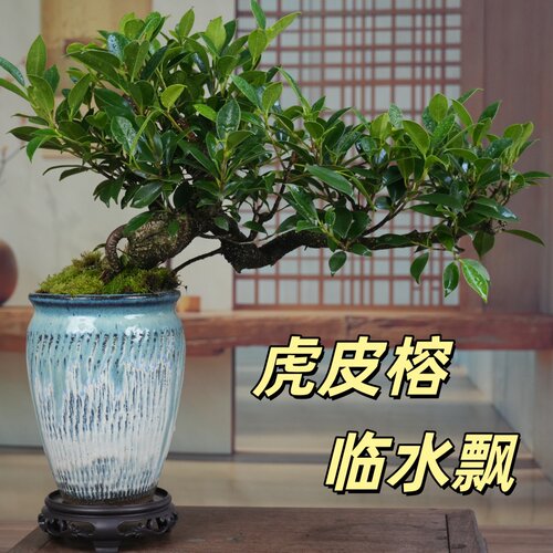 虎皮榕树悬崖临水飘造型盆景室内外观叶绿植
