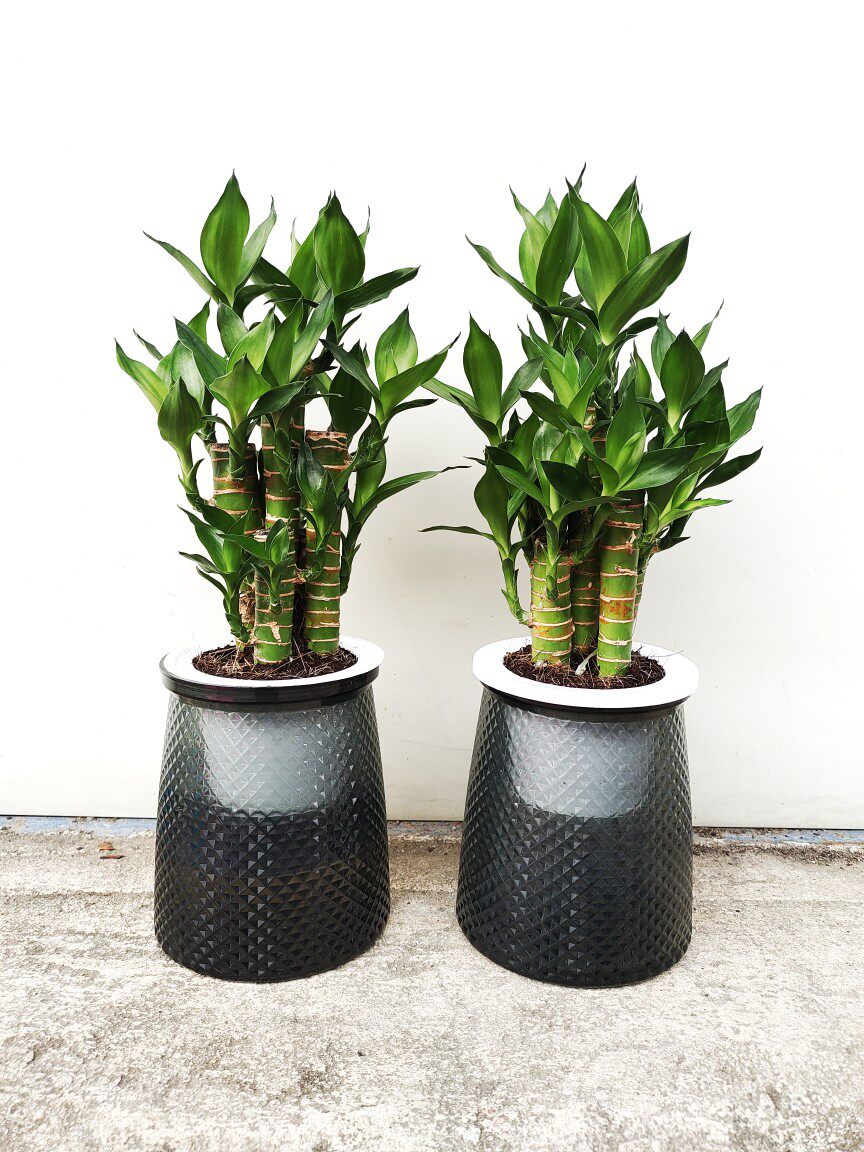 水培植物步步高富贵竹荷花竹水养室内花卉风水绿植净化空气清新