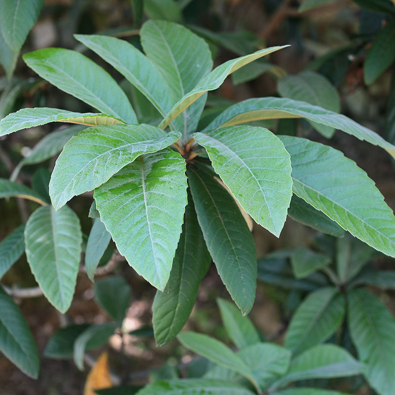 新鲜枇杷叶野生琵琶膏叶儿童孕妇枇杷花茶农家现摘大叶无农药包邮