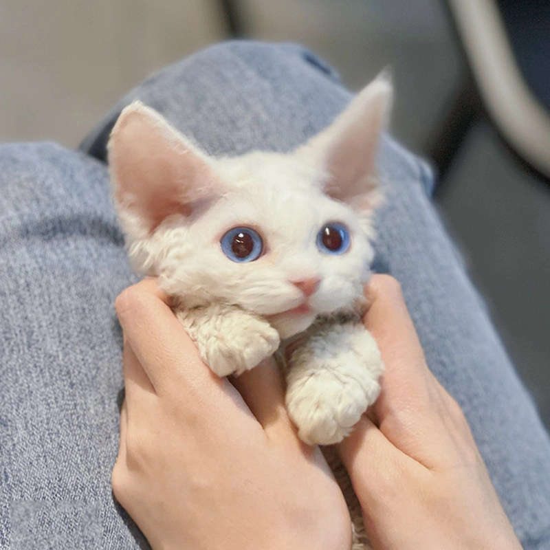 纯白德文卷毛猫幼猫黑白蓝眼不掉毛赛级纯种家养德文猫宠物猫猫舍