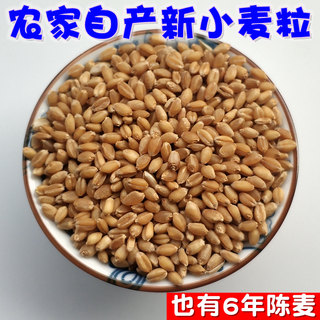 河南农家带皮小麦粒可入药正品无硫甘麦大枣汤料淮小麦陈麦老麦子