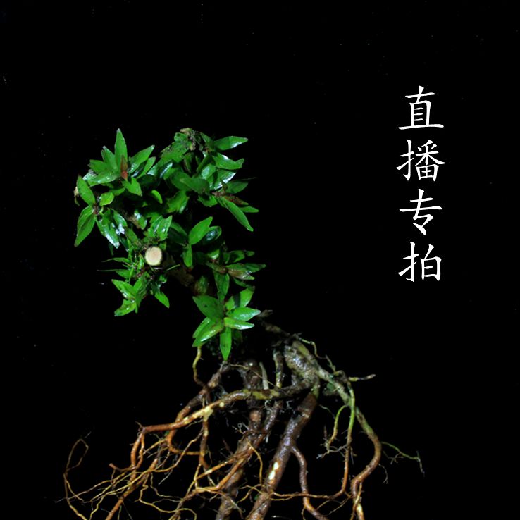 淘宝直播专拍差价链接 水杨梅盆景直播看货 鲜花速递/花卉仿真/绿植园艺 绿植 原图主图