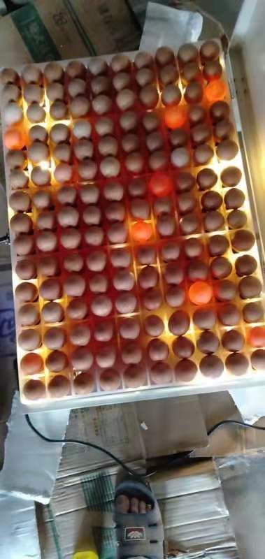 150枚176枚大型照蛋器整盘照蛋器照蛋灯孵化机大型照蛋器照蛋设备