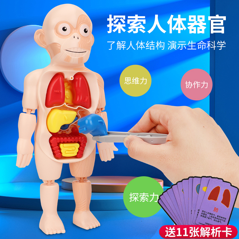 人体器官科教模型儿童医学可拆