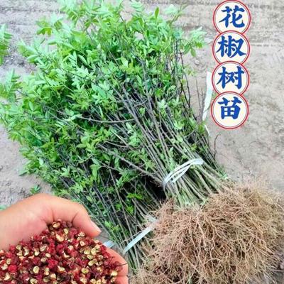 汉源产地假一赔十汉源贡椒花椒苗