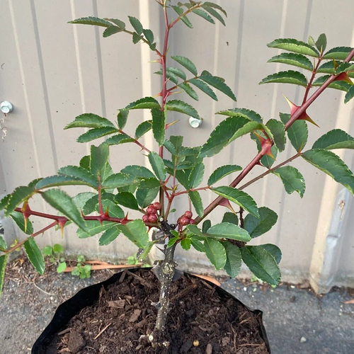 汉源贡椒假一赔十汉源产地直发