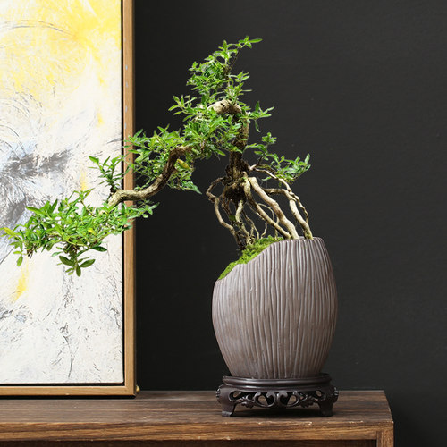 悬崖桩盆景盆栽多肉花盆