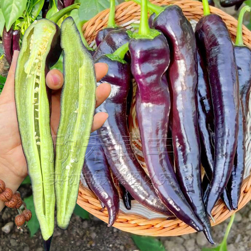 紫黑色尖椒种子春季夏秋冬四季阳台盆栽螺丝麻辣辣椒羊角椒种籽孑
