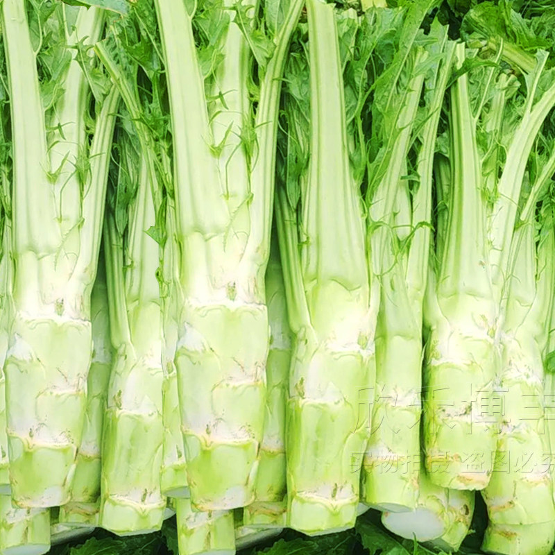 花叶特大棒菜种子秋季耐寒蔬菜种孑芥菜头笋子芥种四川棒棒菜种籽,鲜花速递/花卉仿真/绿植园艺,家庭园艺种子,淘宝优惠券,粉丝福利购,淘宝优惠卷