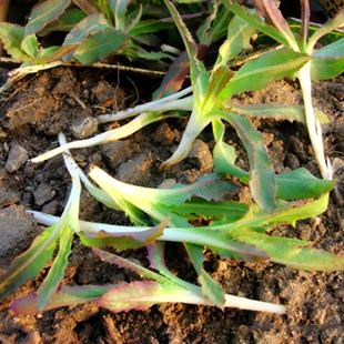 野生苦麻菜种子孑春季秋季野菜曲曲芽耐寒阳台盆栽曲麻菜四季种籽