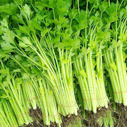 小香芹种子孑阳台盆栽耐热